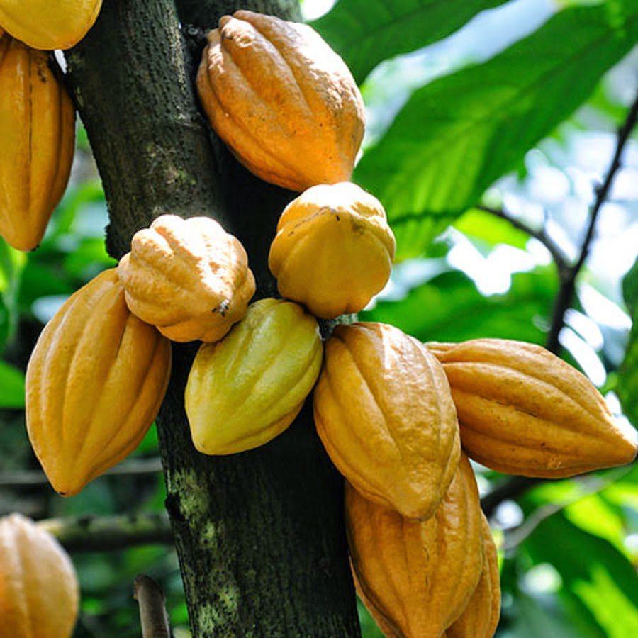 Cacao beans on a tree
