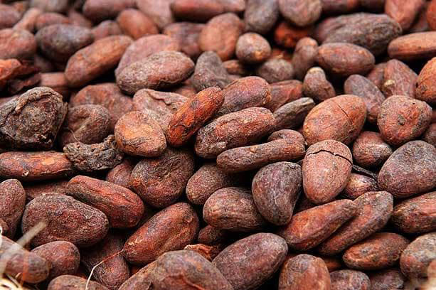 Cocoa-bean-seeds.jpg